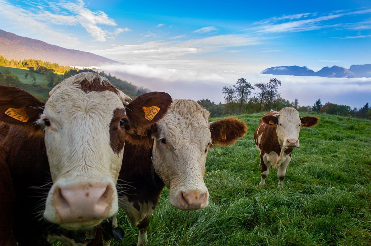 Cattle farming business loans - cows in field